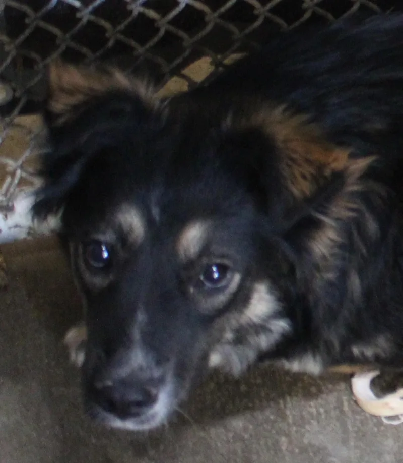 An adult medium-sized male Black Border Collie dog named Oak for adoption in Wasco, CA