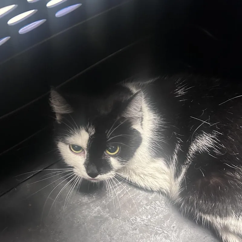 An adult small-sized female Black Domestic Short Hair cat named Devy for adoption in Philadelphia, PA