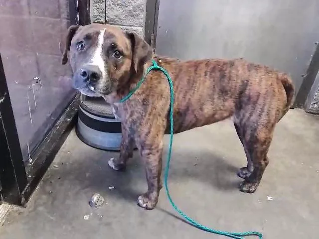 An adult large-sized female Pit Bull Terrier dog named Hilda for adoption in Tulsa, OK