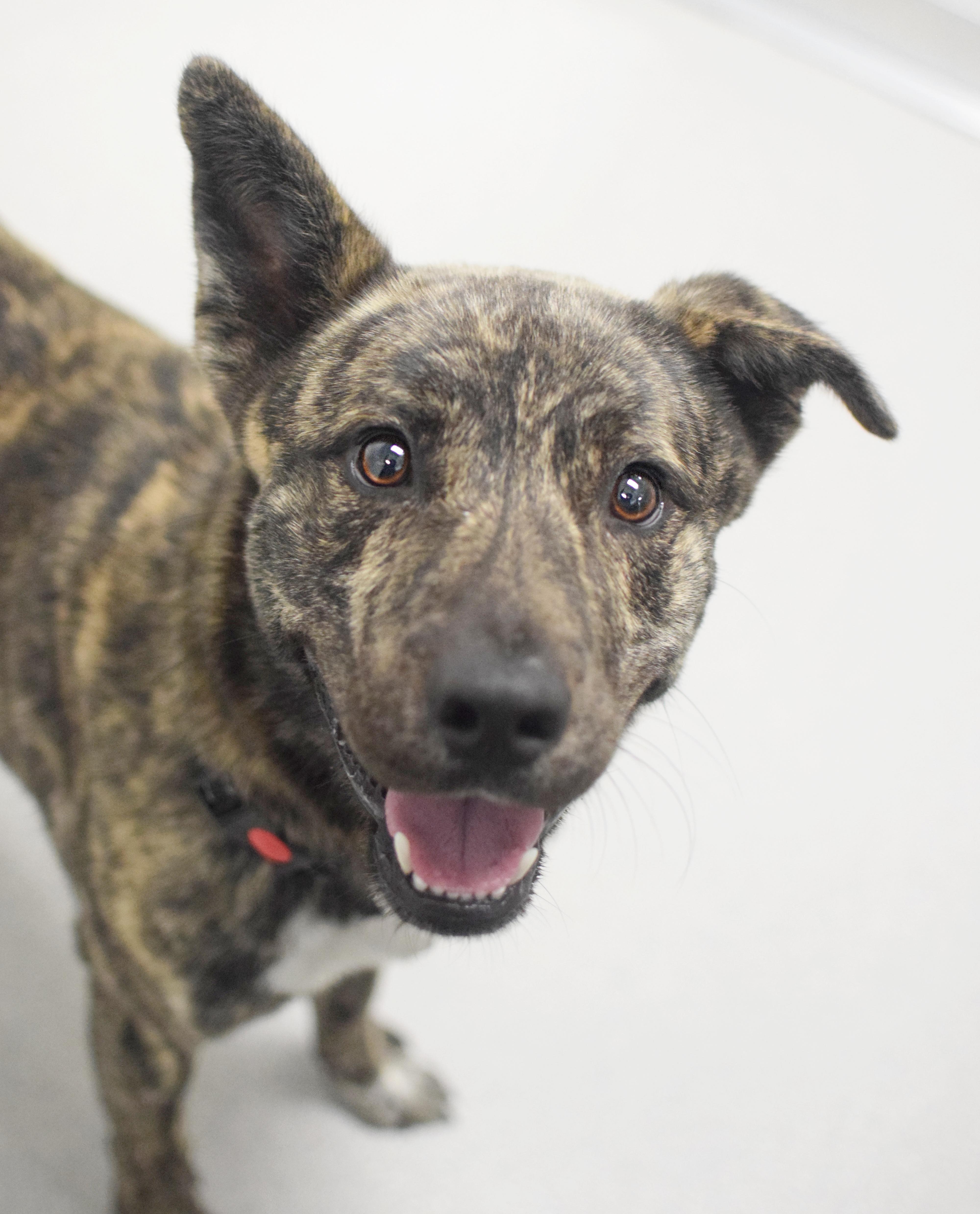 An adult medium-sized male Brindle Shepherd dog named Bjorn for adoption in Pontiac, MI