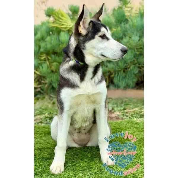 Sierra Coh thumbnail 2