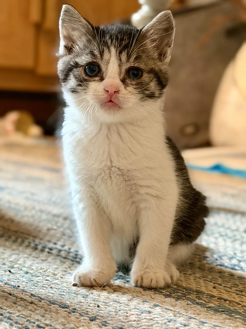 A baby medium-sized male Gray & White Domestic Short Hair cat named Pickles for adoption in Victor, NY