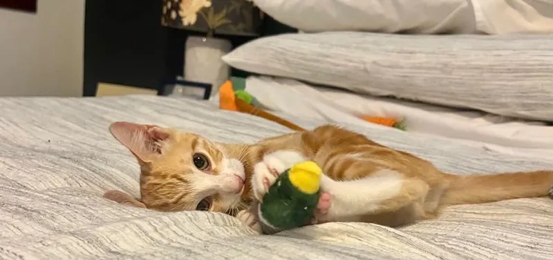 A baby medium-sized male Tabby (Orange / Red) Tabby cat named Ernesto for adoption in Warren, NJ