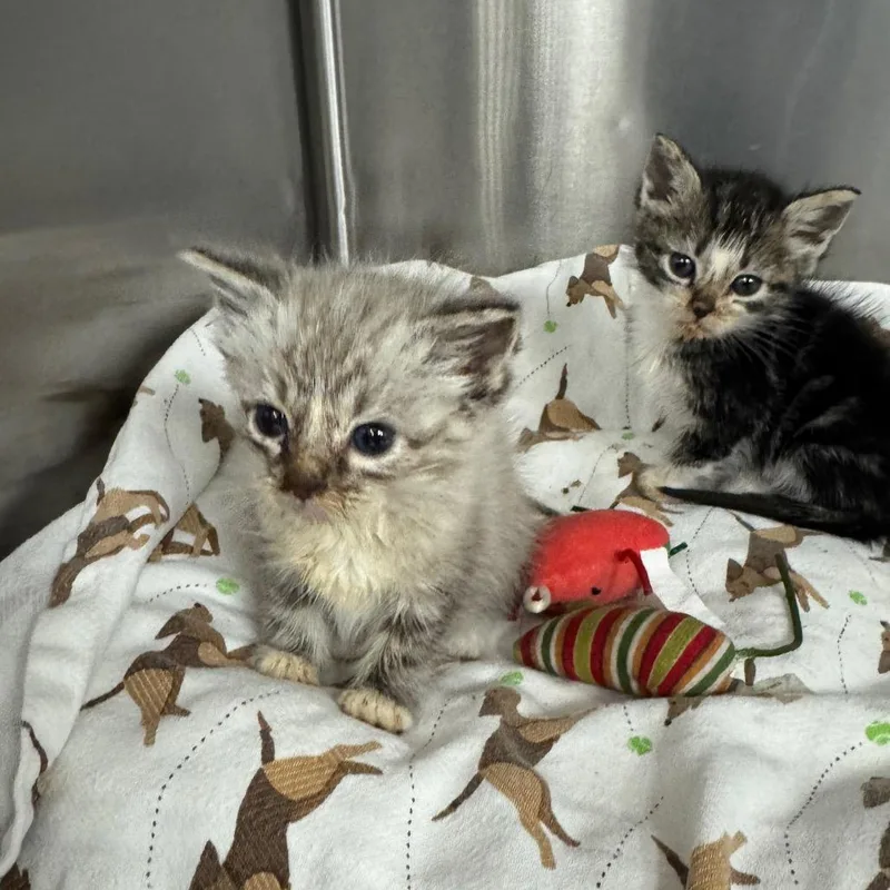 A baby small-sized female White Domestic Short Hair cat named Little Mermaid for adoption in Los Angeles, CA