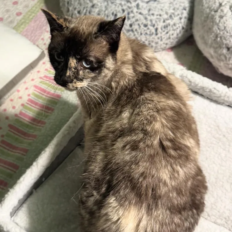 A senior small-sized female Cream / Ivory Domestic Short Hair cat named Jasmine Duval for adoption in Woodbury, NJ