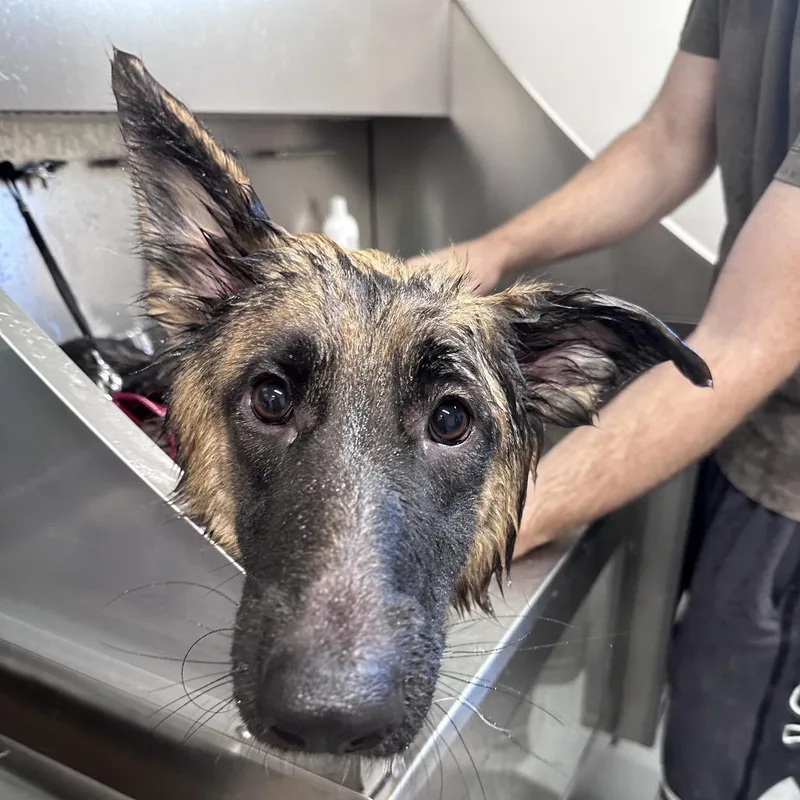 A young medium-sized female Black German Shepherd Dog dog named Iris for adoption in Mount Vernon, IN