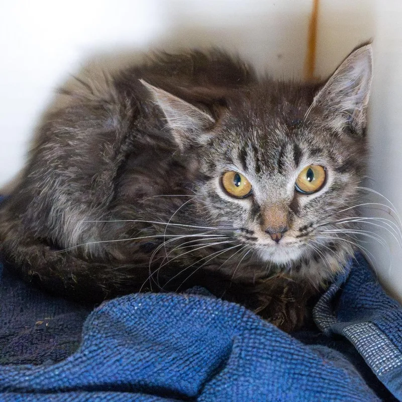 A baby small-sized female Brown / Chocolate Domestic Short Hair cat named Bebop for adoption in South Elgin, IL