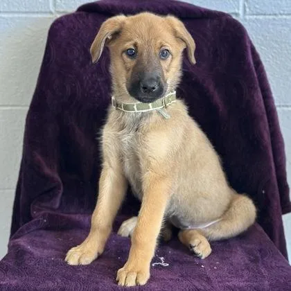 A baby medium-sized female Shepherd dog named Savannah for adoption in Red Bluff, CA
