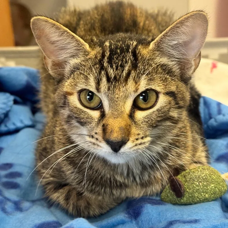 A young small-sized female Brown / Chocolate Domestic Short Hair cat named Xo for adoption in Lake Jackson, TX