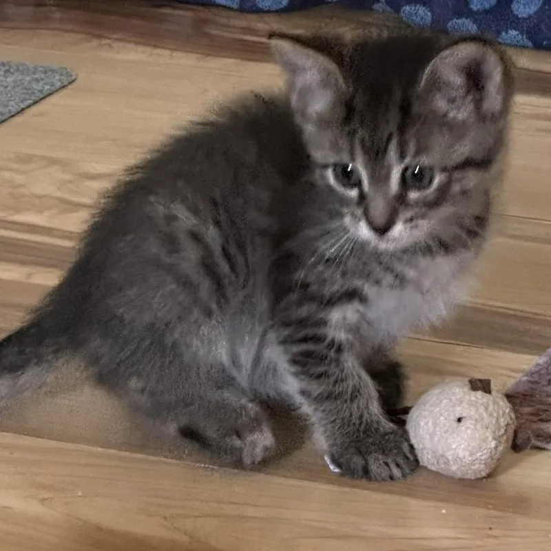 A baby small-sized female Brown / Chocolate Domestic Short Hair cat named Sasha Louisiana for adoption in Denver, CO