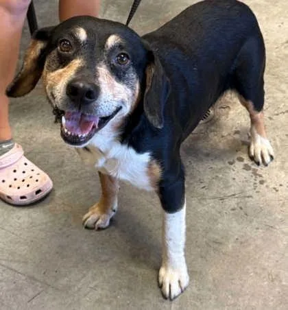 An adult medium-sized female Beagle dog named Gizmo for adoption in Bowling Green, KY
