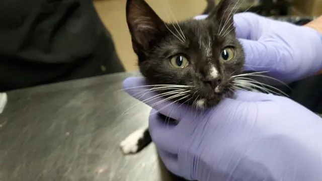 A baby medium-sized male Domestic Short Hair cat named Cosmopolitan for adoption in Aurora, IL