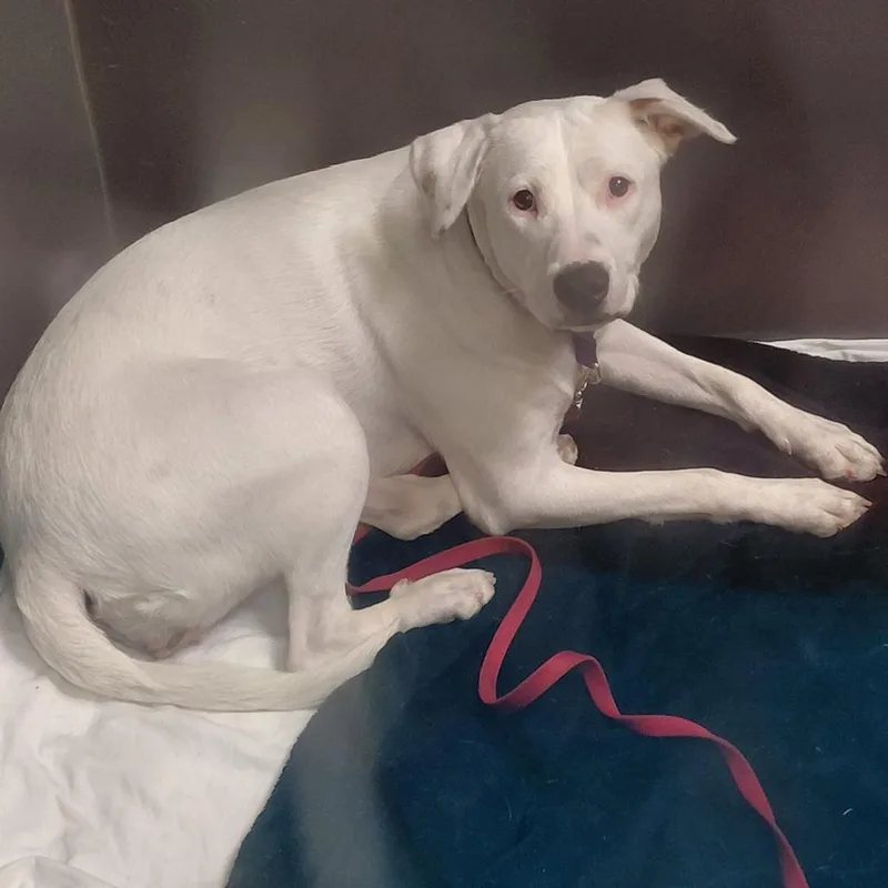 An adult medium-sized female White / Cream Labrador Retriever dog named Cloud for adoption in Palm Springs, CA
