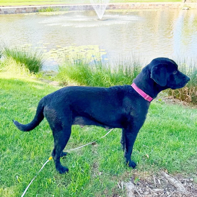 An adult medium-sized female Black Black Labrador Retriever dog named Nika for adoption in Flower Mound, TX