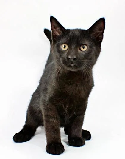 A baby small-sized male Domestic Short Hair cat named Zayne for adoption in Morton Grove, IL