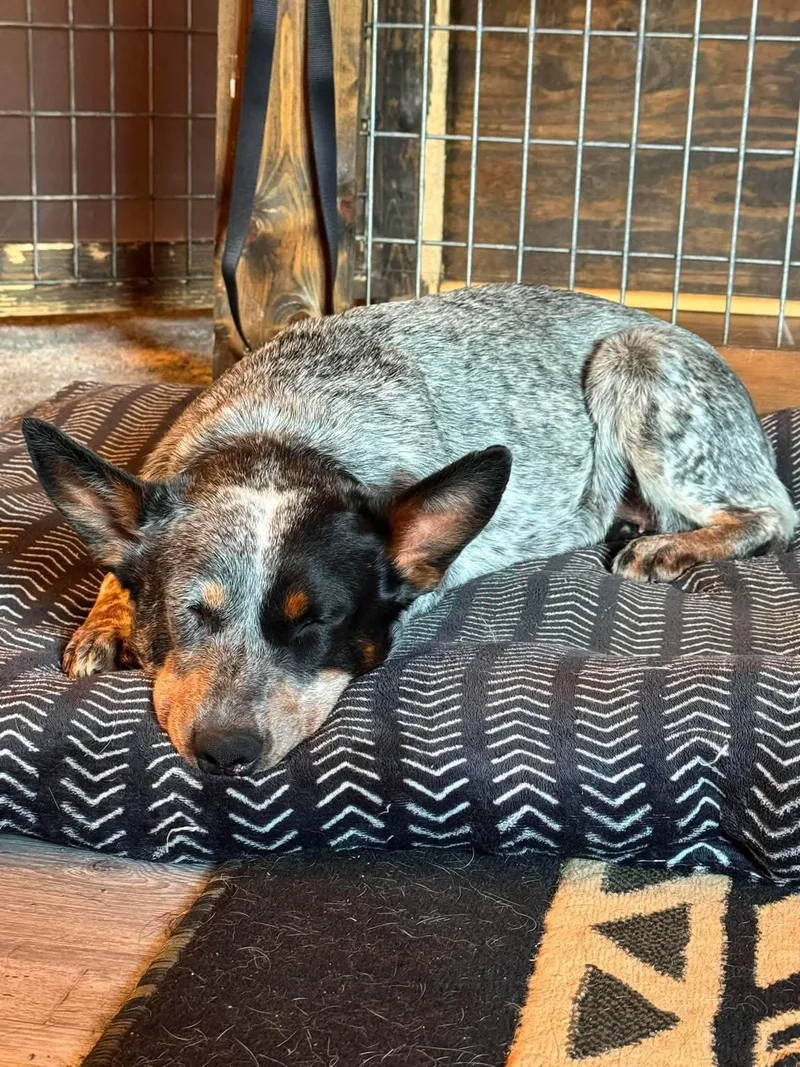A young medium-sized female Australian Cattle Dog / Blue Heeler dog named Hassie for adoption in Houston, TX