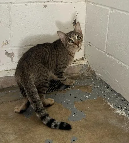 A young medium-sized female Brown / Chocolate Domestic Short Hair cat named Kate for adoption in Ontario, CA