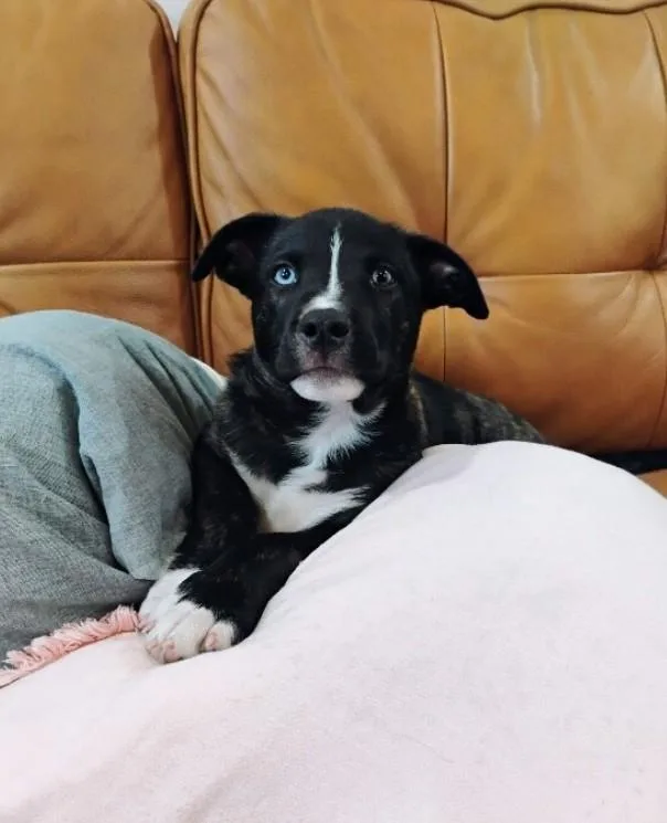 Rainbow the Snuggle Bug