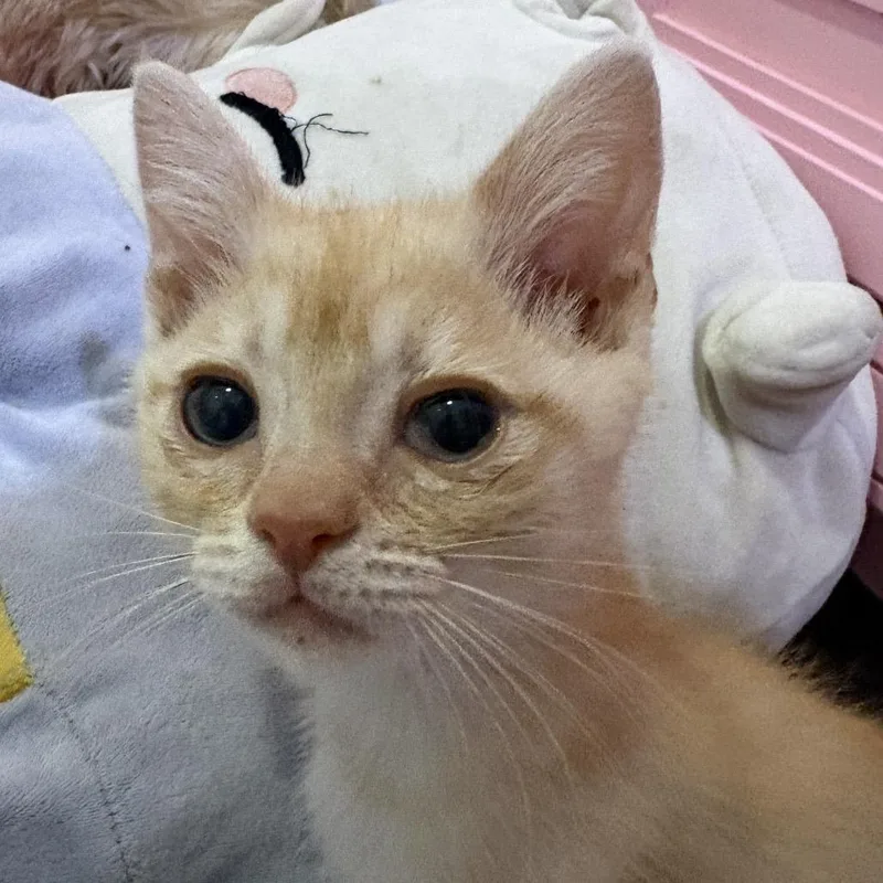 A baby small-sized male Buff / Tan / Fawn Domestic Short Hair cat named Scotch for adoption in Long Beach, CA