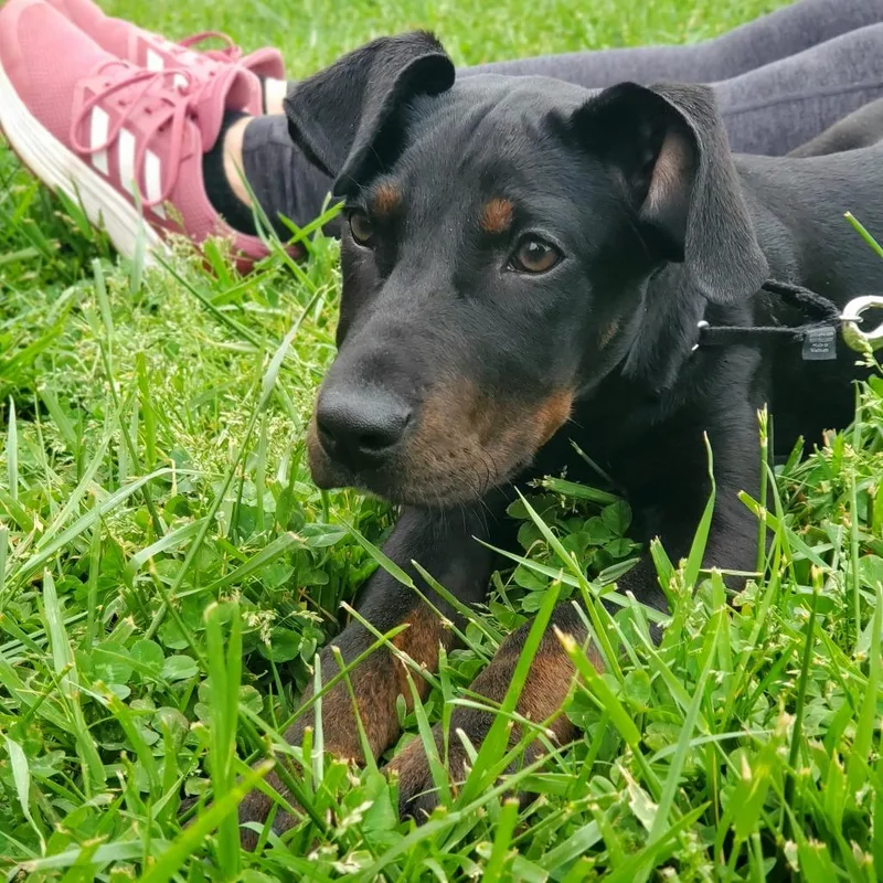 A baby medium-sized female Black Mixed Breed dog named Cristina Yang for adoption in Fredericksburg, VA