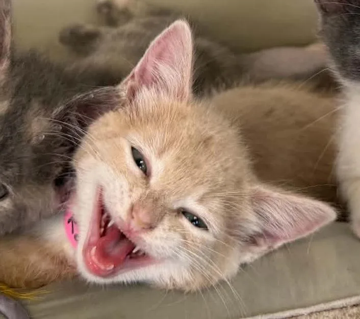 A baby medium-sized female Orange & White Domestic Short Hair cat named Katherine for adoption in Parma, OH