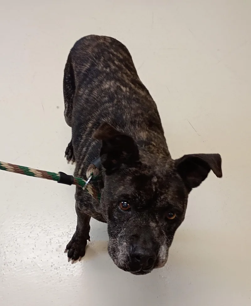 A senior medium-sized female American Staffordshire Terrier dog named Alice for adoption in Springfield, OH