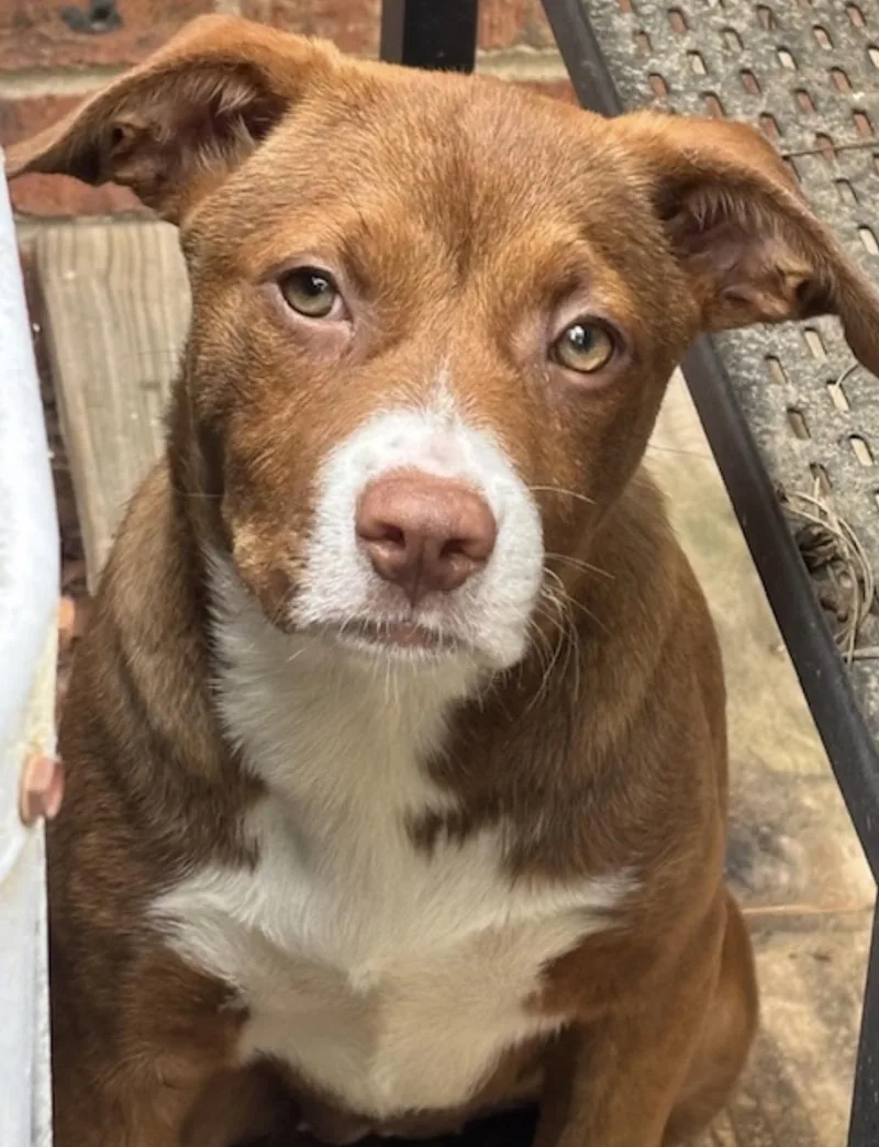 A baby medium-sized female Golden Australian Shepherd dog named Kim for adoption in Watertown, CT
