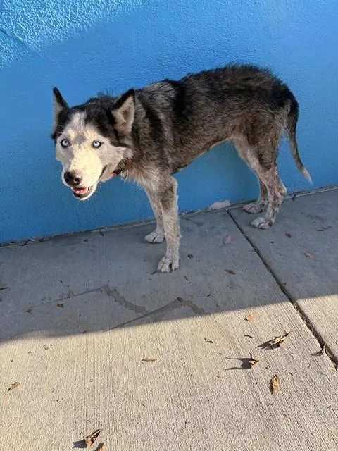 An adult large-sized female Siberian Husky dog named Ice for adoption in Baldwin Park, CA