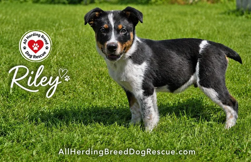 A baby small-sized male Tricolor (Brown, Black, & White) Cattle Dog dog named Riley for adoption in Joliet, IL