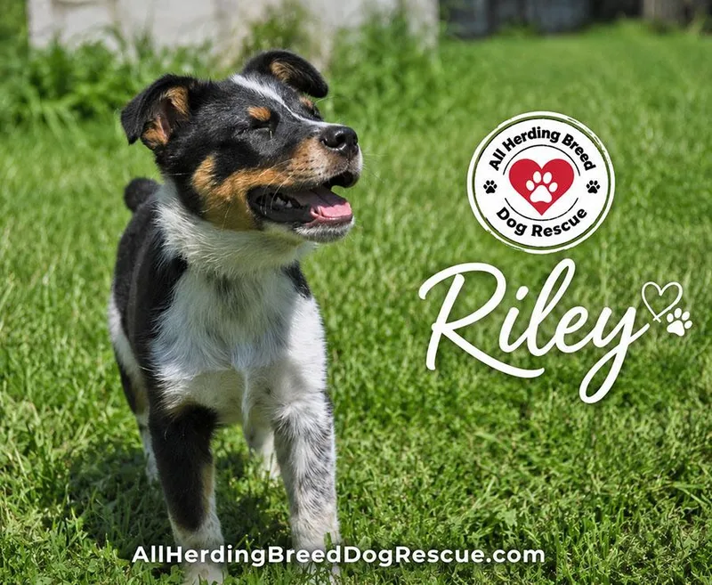 Riley thumbnail 2