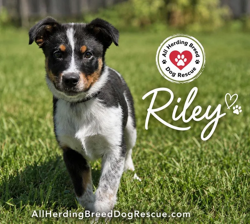 Riley thumbnail 3