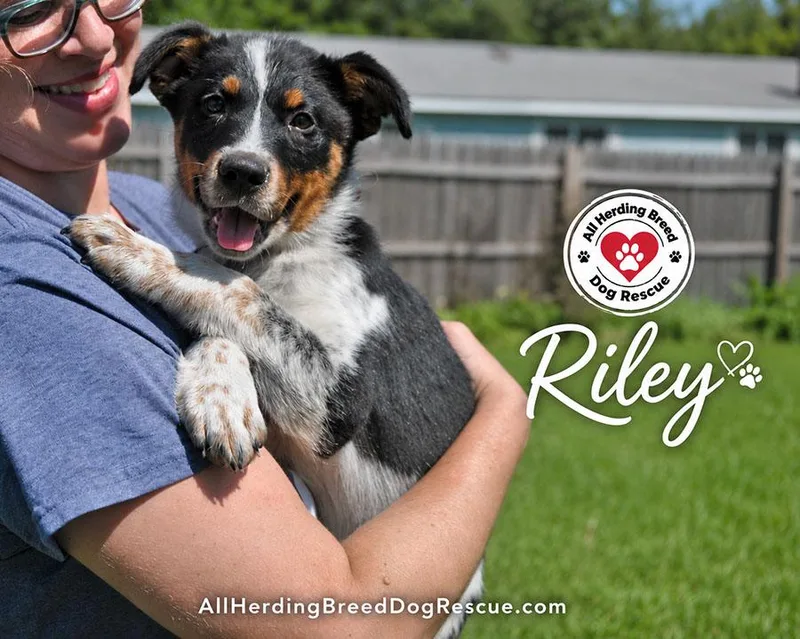 Riley thumbnail 4