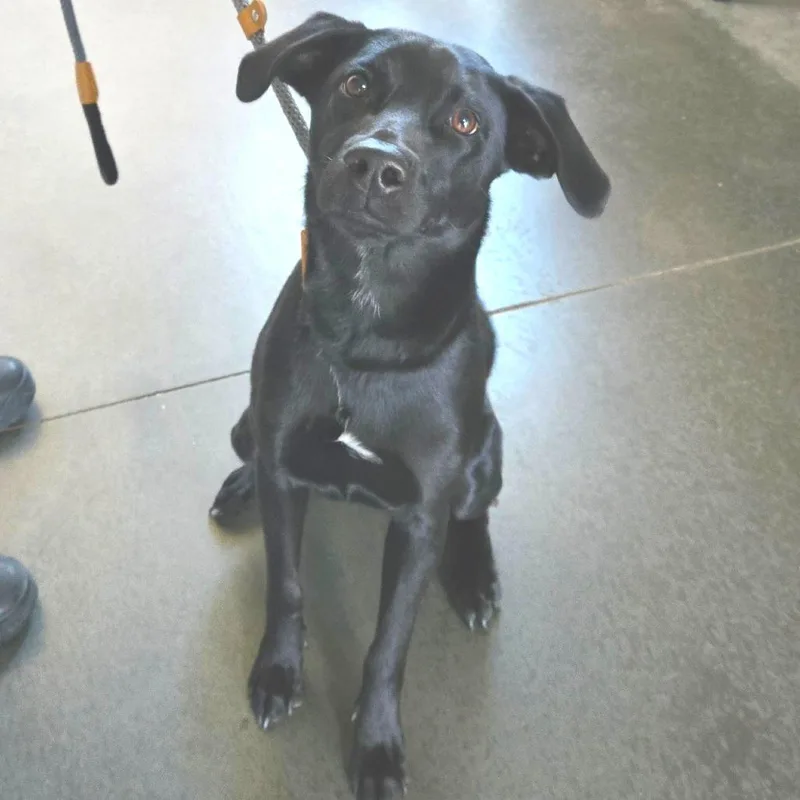 A young medium-sized female Black Labrador Retriever dog named Gabby for adoption in Idaho Falls, ID