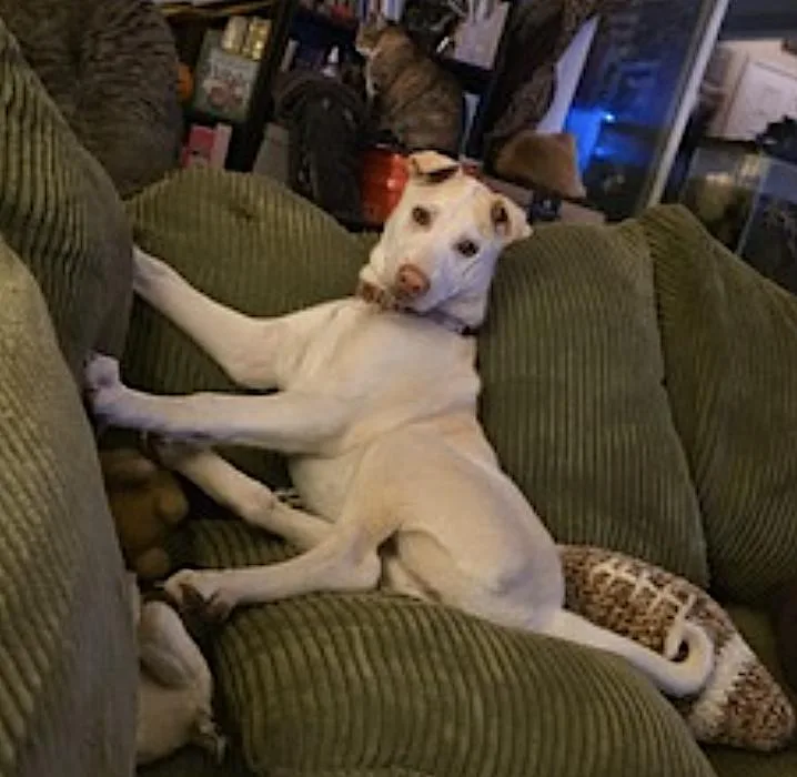 A baby medium-sized female Apricot / Beige Shar-Pei dog named Pearl for adoption in Amherst, MA