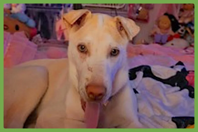Pearl thumbnail 3