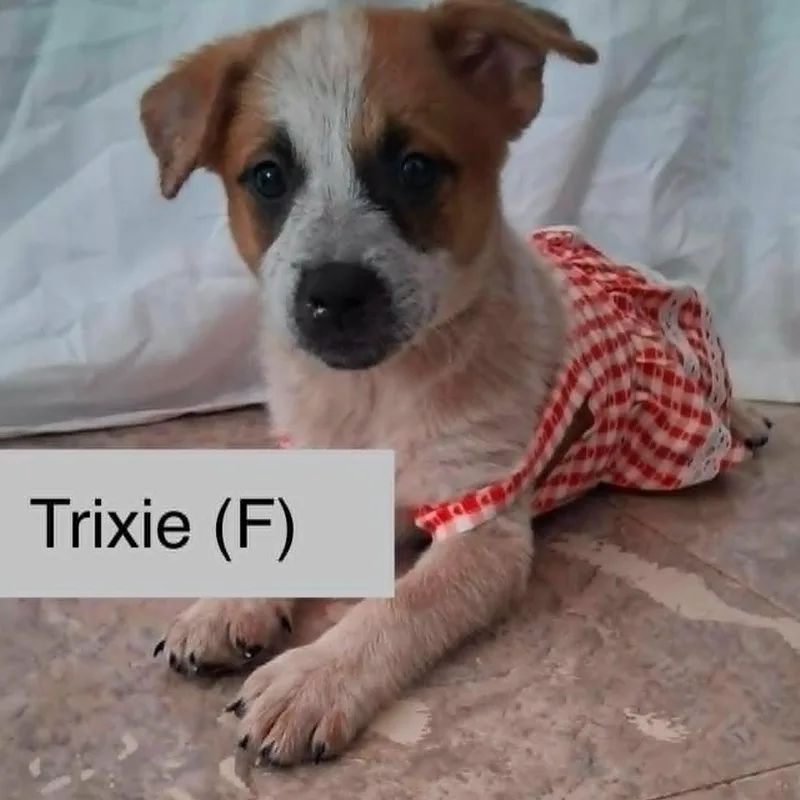 A baby medium-sized female Australian Cattle Dog / Blue Heeler dog named Trixie for adoption in PLAINFIELD, CT