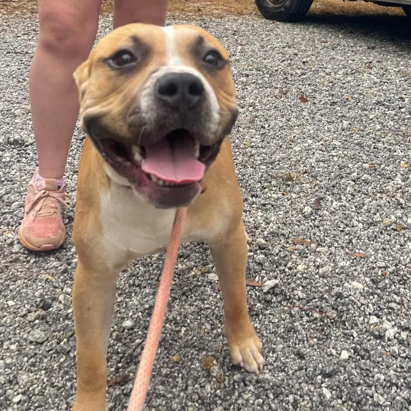 A young medium-sized male Boxer dog named Ranger for adoption in Valley, AL
