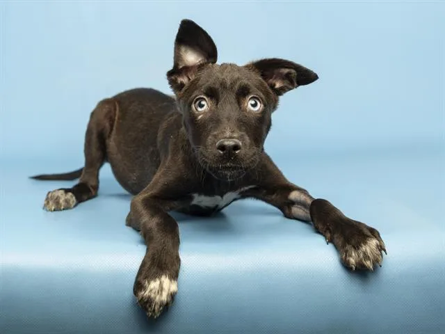 A baby small-sized female Labrador Retriever dog named Rose for adoption in Phoenix, AZ