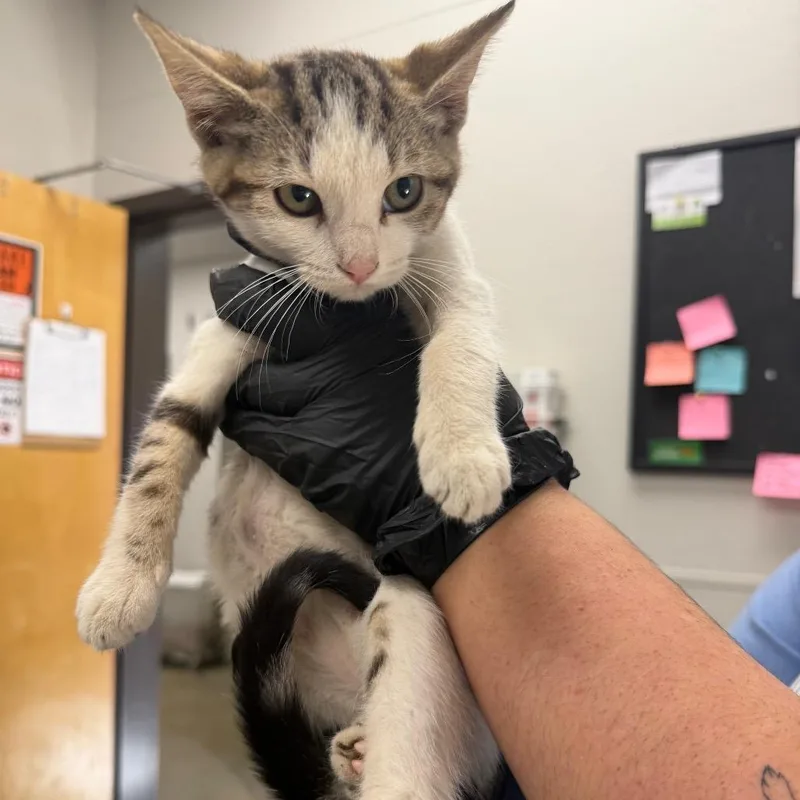 A baby small-sized female White Domestic Short Hair cat named Vampire for adoption in Columbiana, AL