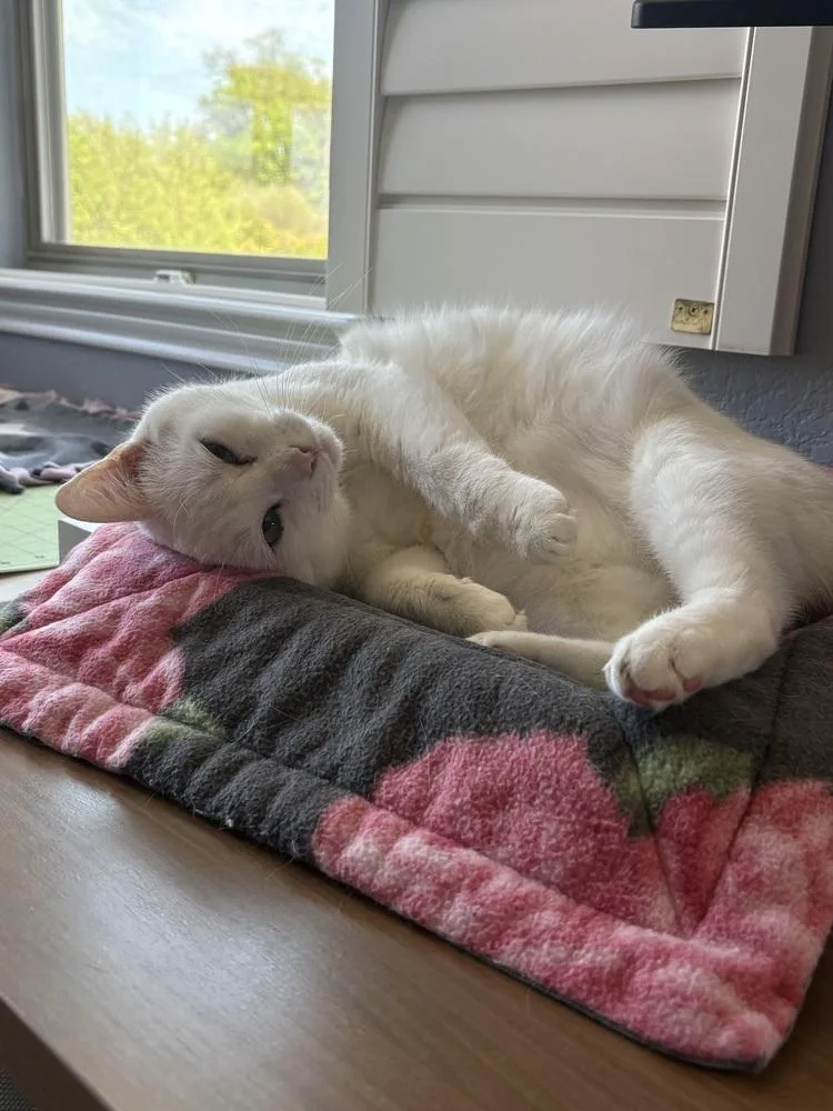 Sir Wellington thumbnail 2