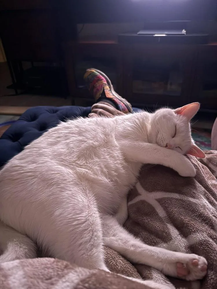 Sir Wellington thumbnail 3