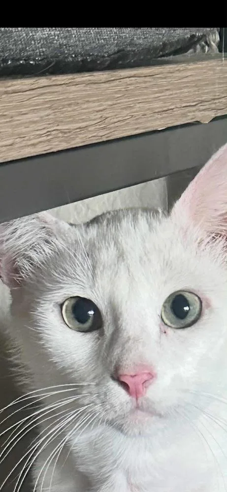 Sir Wellington thumbnail 4