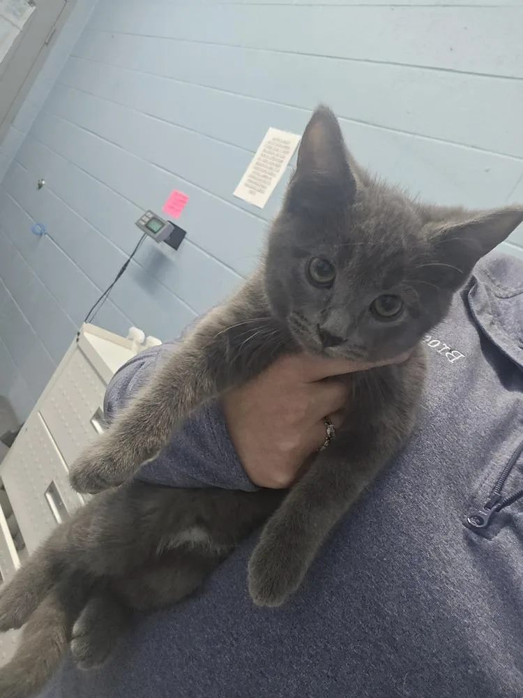 A baby small-sized male Gray / Blue / Silver Domestic Short Hair cat named Loki for adoption in Evansville, IN