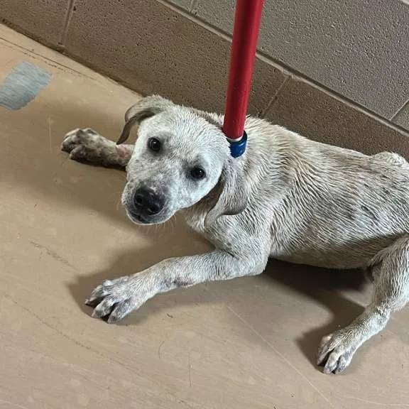 A young medium-sized male White / Cream Mixed Breed dog named Smurf for adoption in Gadsden, AL