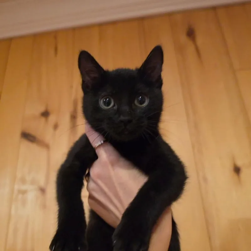 A baby small-sized female Black Domestic Short Hair cat named Lexi for adoption in Odessa, TX