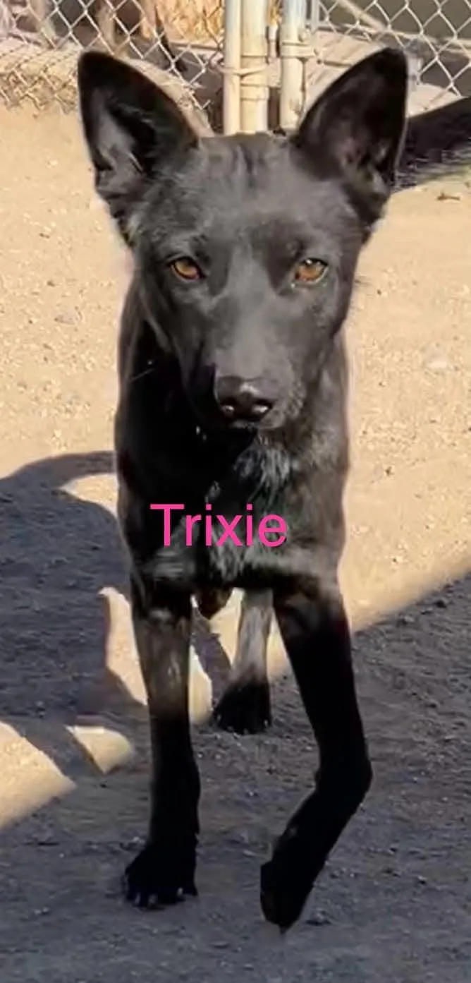 Trixie thumbnail 6