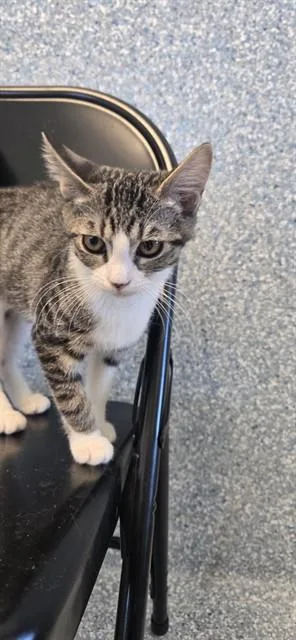 A baby small-sized female Domestic Short Hair cat named Melody for adoption in Paradise, CA