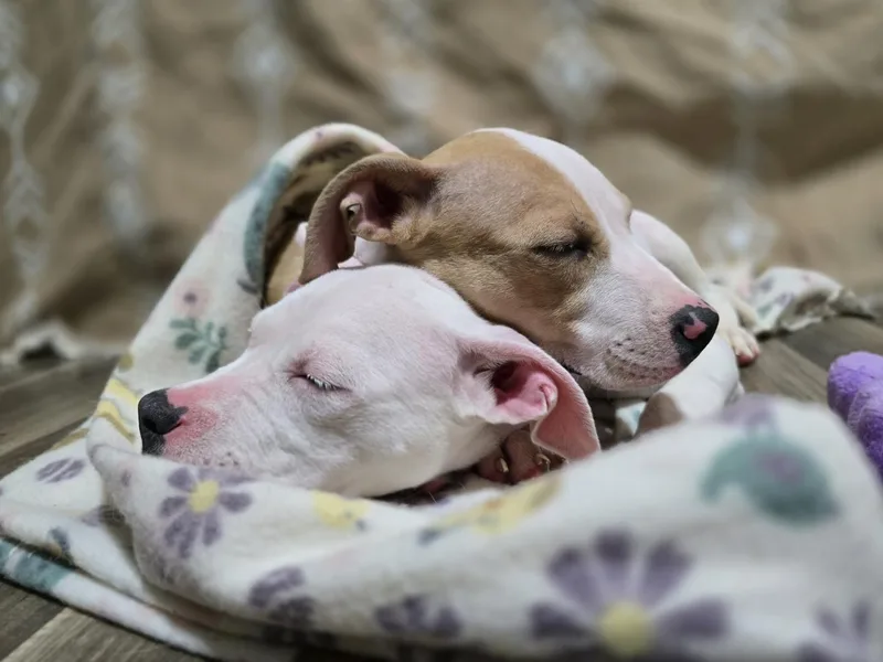 A baby small-sized female Pit Bull Terrier dog named Beanie for adoption in Troy, MI