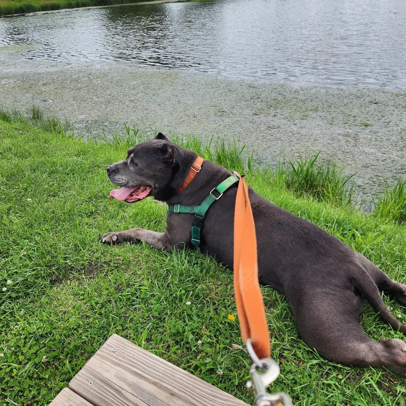 A senior large-sized male Gray / Blue / Silver Pit Bull Terrier dog named Achilles for adoption in Peotone, IL