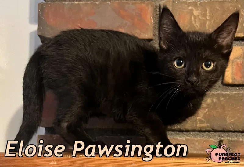 A baby medium-sized female Domestic Short Hair cat named Eloise Pawsington for adoption in Douglasville, GA